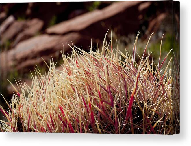 Barrel Cactus Canvas Print featuring the photograph Frosted Tips by Kelley King