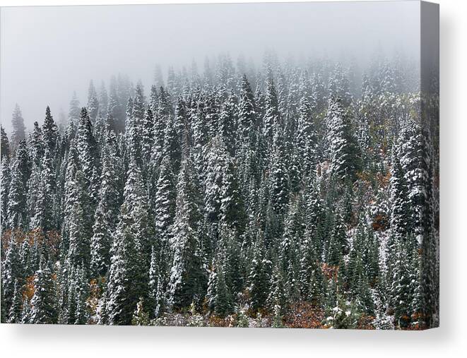 Pine Trees Canvas Print featuring the photograph Frozen by Chuck Jason