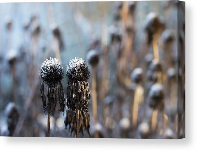 Nature Canvas Print featuring the photograph Frozen couple by Helga Novelli