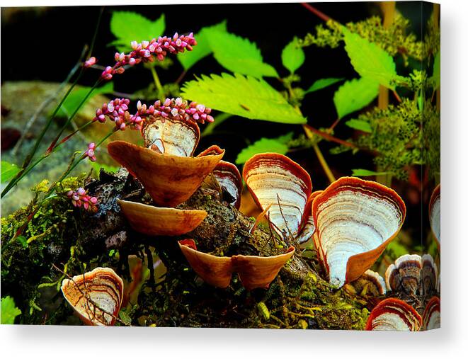 Flowers And Fungus Canvas Print featuring the photograph Fungus Along The Stream by Mike Eingle