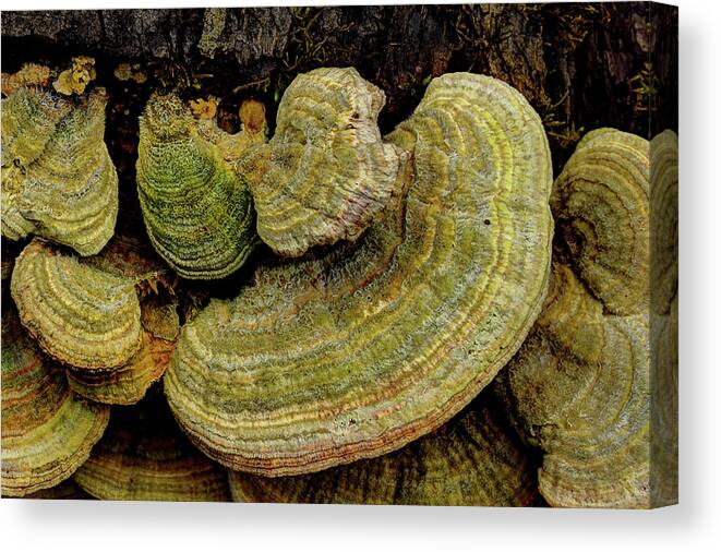 Fungus Canvas Print featuring the photograph Fungus On The Log by Mike Eingle