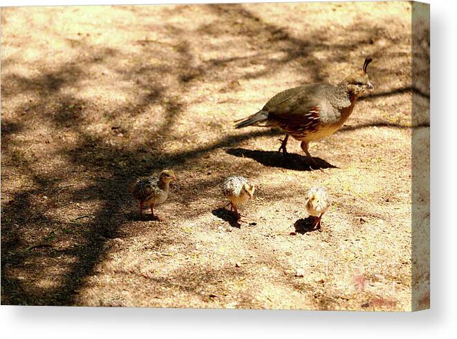  Territory Canvas Print featuring the photograph Gambel's Quail Family by Christiane Schulze Art And Photography
