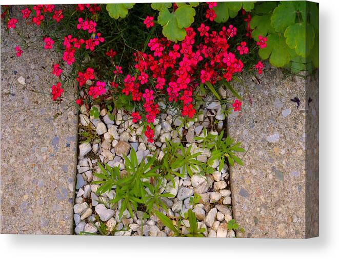 Abstract Canvas Print featuring the photograph Garden Edge 2 by Lyle Crump