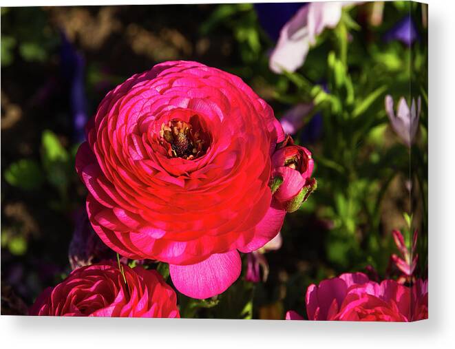 Flower Canvas Print featuring the photograph Garden flowers - 2 by Paul MAURICE