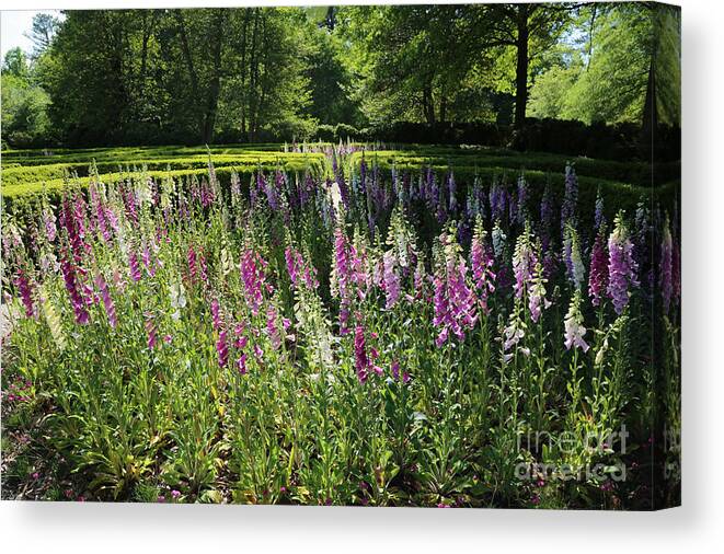 Governor's Palace Canvas Print featuring the photograph Garden Foxgloves by Lara Morrison