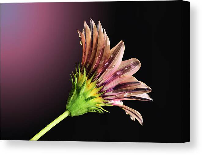 Linda Brody Canvas Print featuring the photograph Gazania on Dark Background 2 by Linda Brody
