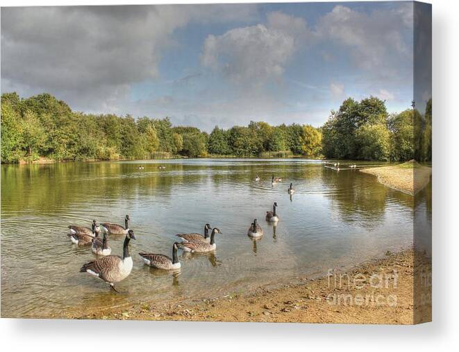 Texture Canvas Print featuring the photograph Geese on the Lake HDR by Vicki Spindler
