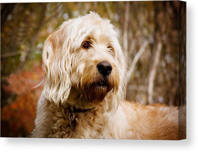 Dog Canvas Print featuring the photograph Gentle boy by Kelley Nelson