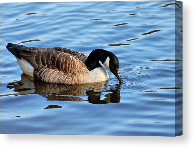 Birds Canvas Print featuring the photograph Gentle Touch by Angie Tirado