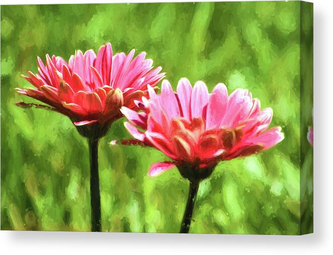 Gerbera Daisies Canvas Print featuring the mixed media Gerbera Daisies To Brighten Your Day by Sandi OReilly