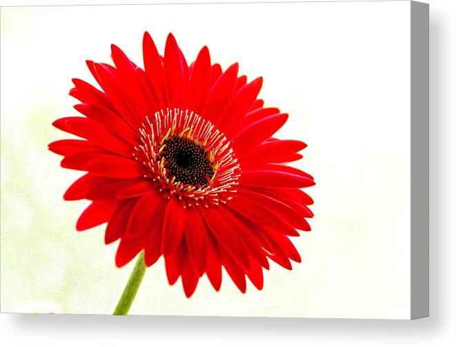 Flower Canvas Print featuring the photograph Gerbera Daisy by Wolfgang Stocker
