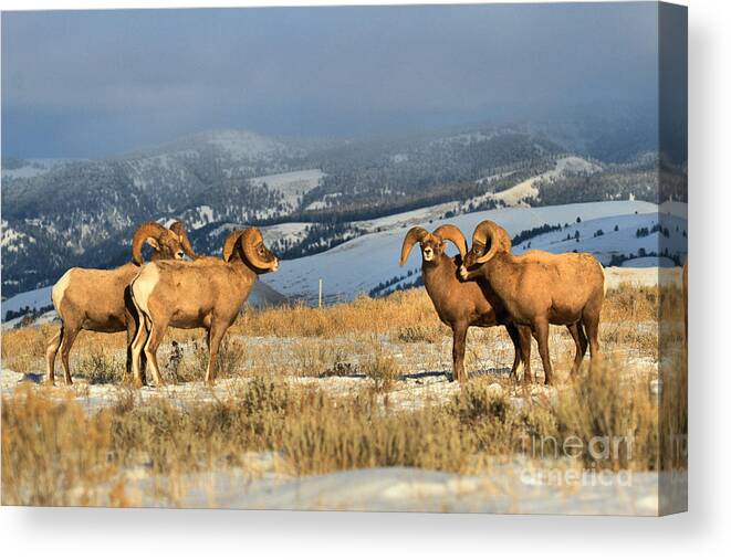 Bighorn Canvas Print featuring the photograph Getting Ready For Battle by Adam Jewell