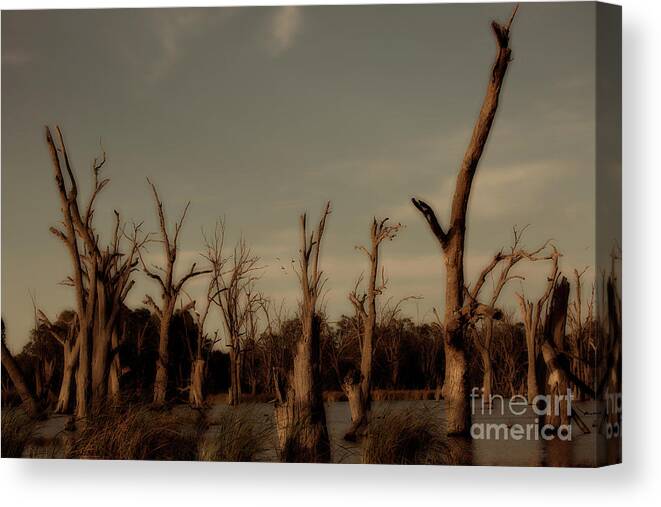 Tree Canvas Print featuring the photograph Ghostly Trees by Douglas Barnard