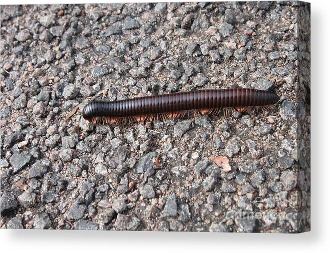 Giant African Millipede Canvas Print featuring the photograph Giant African Millipede by Bev Conover