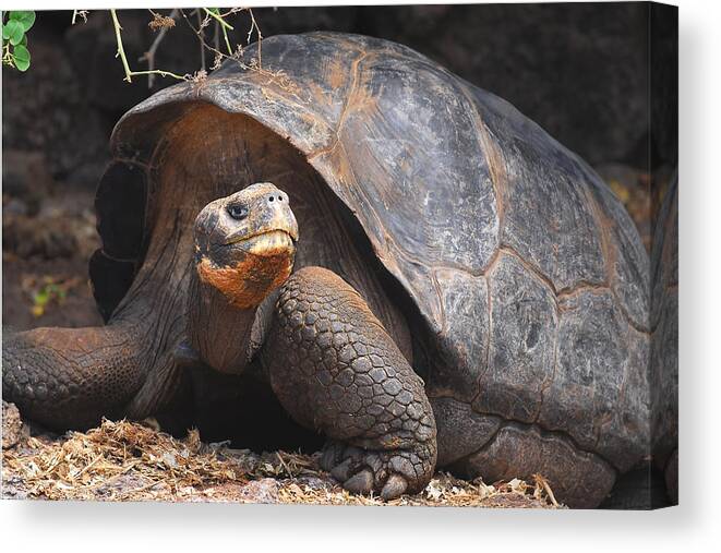 Galapagos Tortoise Canvas Print featuring the photograph Giant Galapagos Tortoise by Alan Lenk
