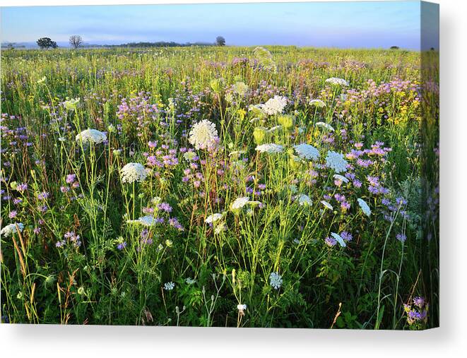 Black Eyed Susan Canvas Print featuring the photograph Glacial Park Wildflower Prairie by Ray Mathis
