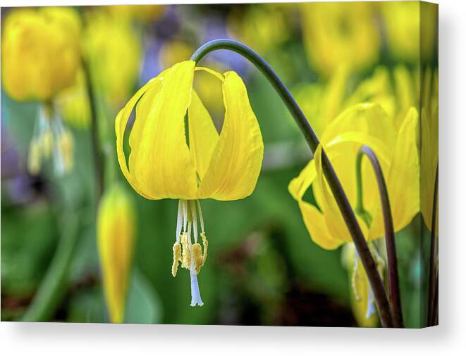 Wild Flower Canvas Print featuring the photograph Glacier Lily by Jack Bell