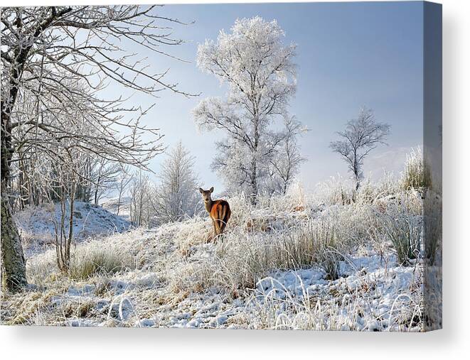 Glen Shiel Canvas Print featuring the photograph Glen Shiel Misty Winter Deer by Grant Glendinning