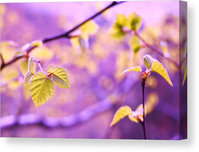 Leaf Canvas Print featuring the photograph Glisten by HweeYen Ong