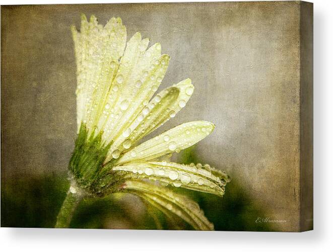 Daisy Canvas Print featuring the photograph Glistening After the Rain by Eleanor Abramson