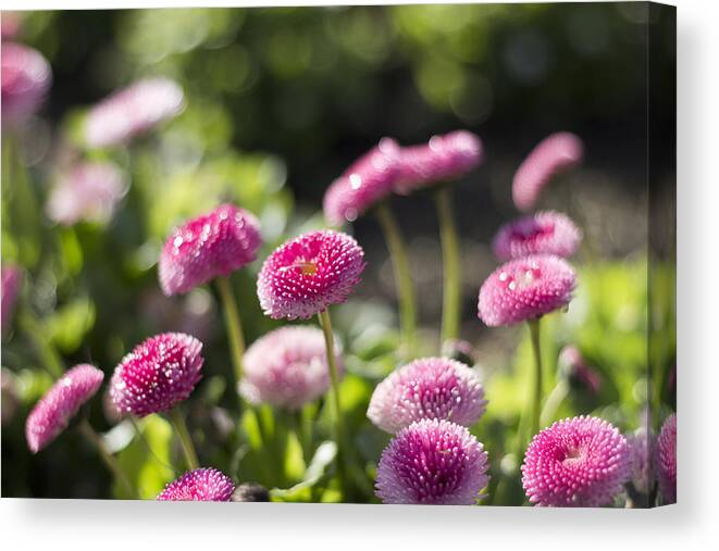 Nature Canvas Print featuring the photograph Glittering daisies by Helga Novelli