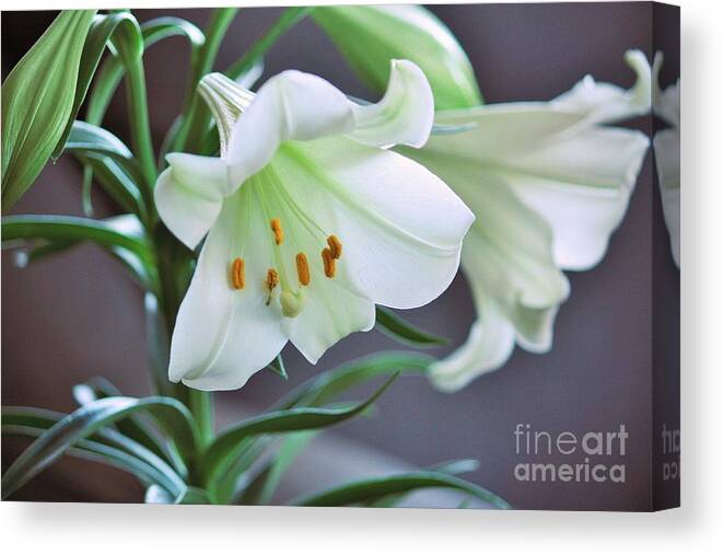 Lily Canvas Print featuring the photograph Glory Glory by Marcia Breznay