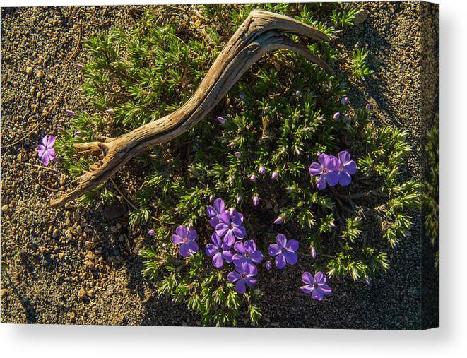 Crater Lake Canvas Print featuring the photograph Glowing Plox by Doug Scrima