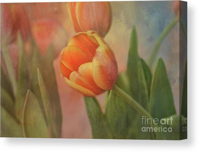 Tulips Canvas Print featuring the photograph Glowing Tulip by Joan Bertucci