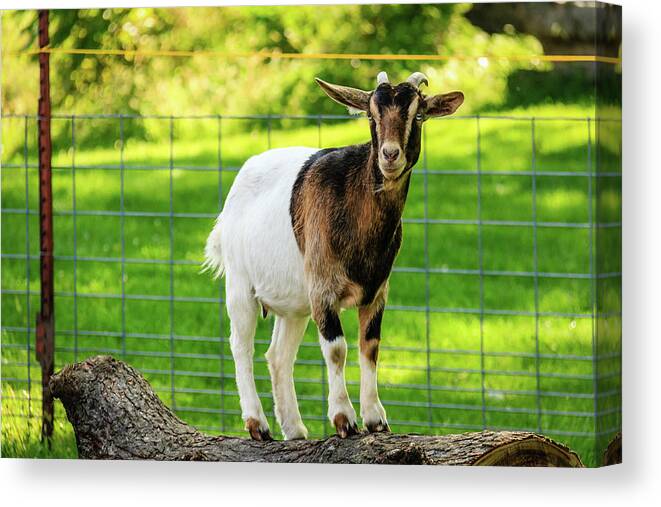 Apple Orchard Canvas Print featuring the photograph Goat on a Log by Joni Eskridge