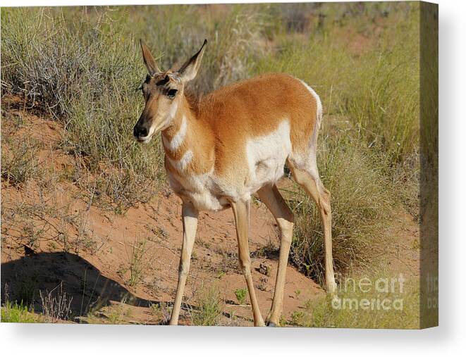 Antelope Canvas Print featuring the photograph Goblin Antelope by Dennis Hammer