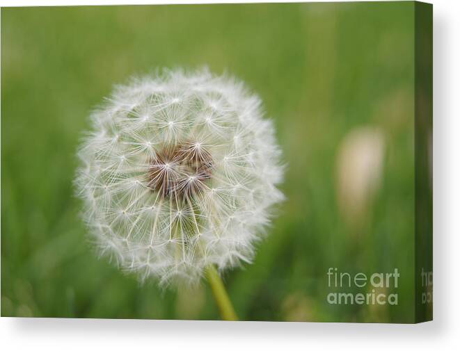 Dandelion Canvas Print featuring the photograph Going to Seed by Robert E Alter Reflections of Infinity