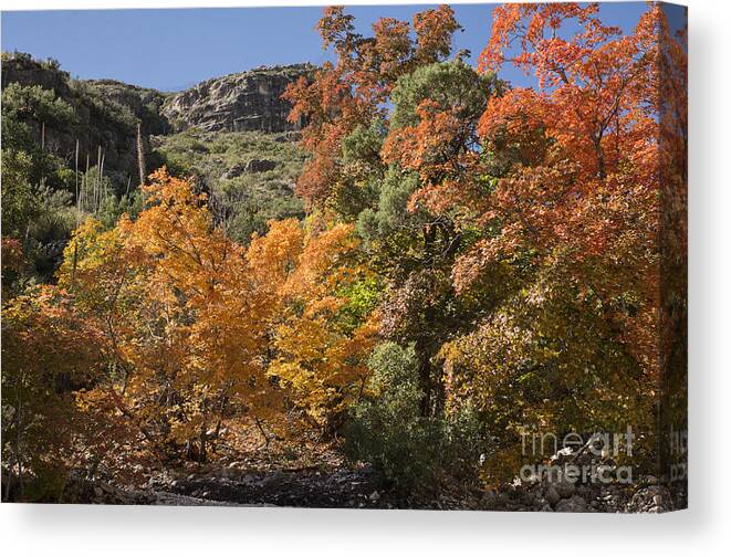 Guadalupe Mountains Canvas Print featuring the photograph Gold in the Mountains by Melany Sarafis
