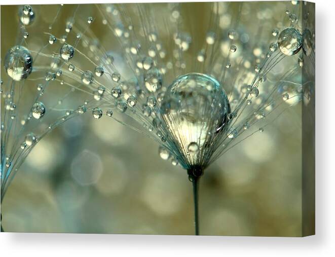 Dandelion Canvas Print featuring the photograph Gold Sparkles by Sharon Johnstone
