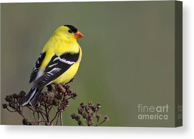 American Canvas Print featuring the photograph Golden bird by Mircea Costina Photography