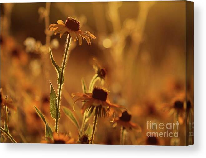 Flower Canvas Print featuring the photograph Golden Black Eyed Susan by Jimmy Ostgard