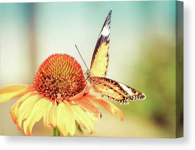  Canvas Print featuring the photograph Golden Butterfly by Rebekah Zivicki