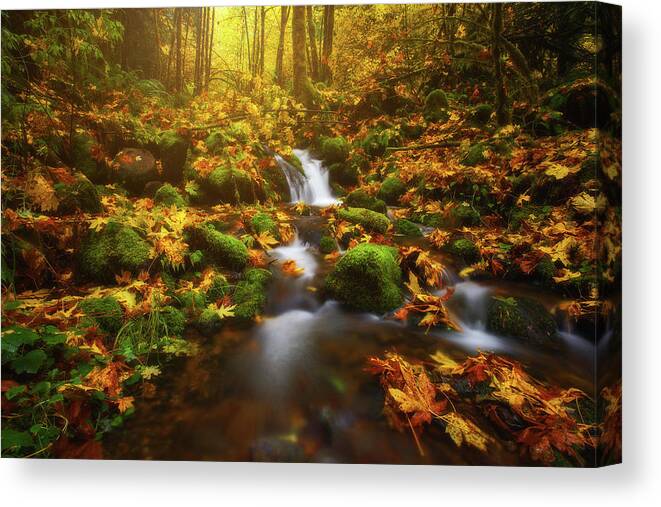 Fall Canvas Print featuring the photograph Golden Creek Cascade by Darren White