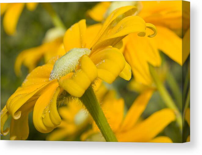 Flowers Canvas Print featuring the photograph Golden Dream by Barbara White