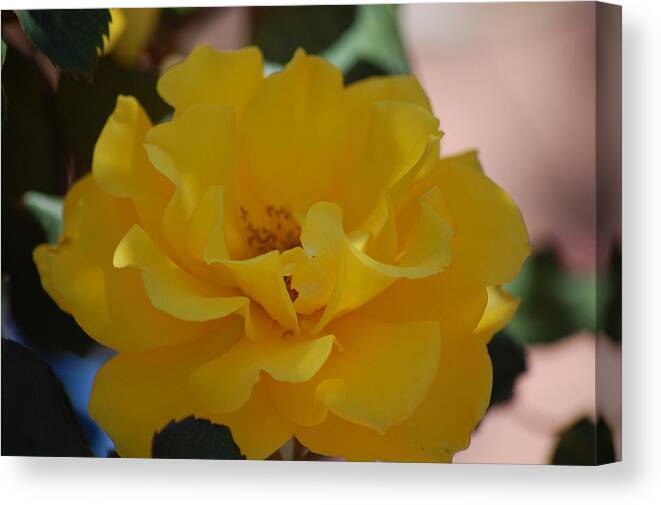 Rose Canvas Print featuring the photograph Golden Dream by Helen Carson