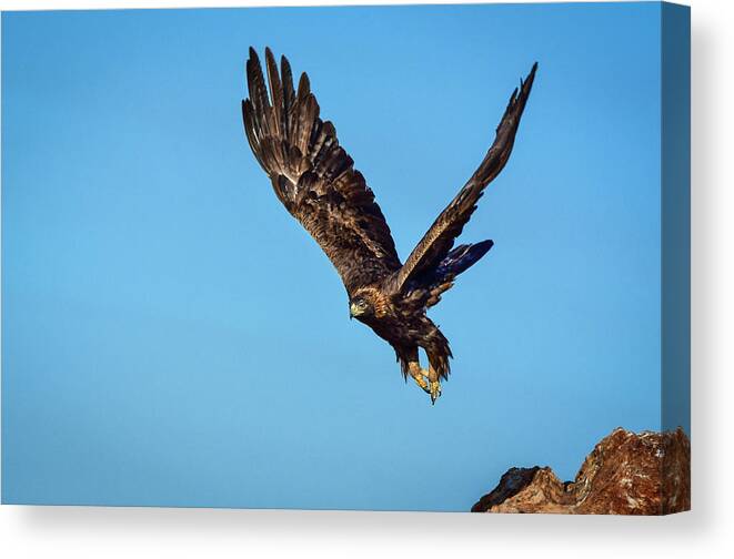Raptor Canvas Print featuring the photograph Golden Eagle 1 by Rick Mosher