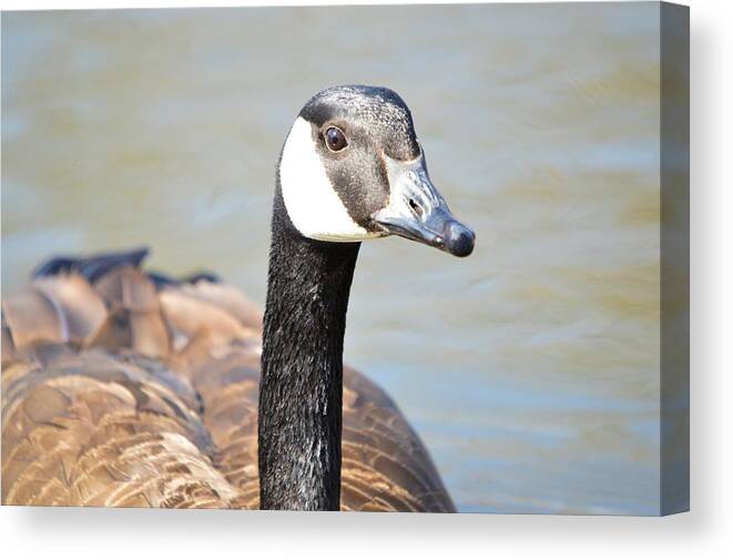 Goose Canvas Print featuring the photograph Golden Gander by Bonfire Photography