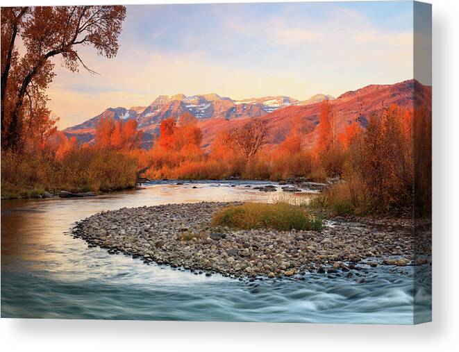 Golden Canvas Print featuring the photograph Golden glow at the Provo River. by Wasatch Light