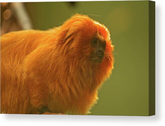 Tern Canvas Print featuring the photograph Golden Lion Tamarin by Paul Mangold