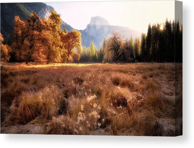 Sunrise Canvas Print featuring the photograph Golden Oaks by Nicki Frates