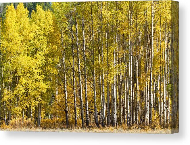 Trees Canvas Print featuring the photograph Golden by Shari Sommerfeld