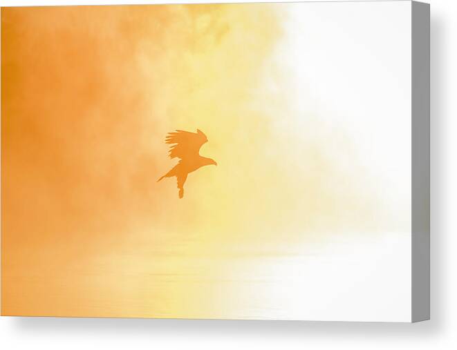 American Bald Eagle Canvas Print featuring the photograph Golden Sunrise and Eagle 2016-2 by Thomas Young