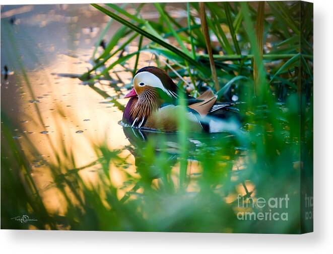 Golden Water Canvas Print featuring the photograph Golden Water by Torbjorn Swenelius