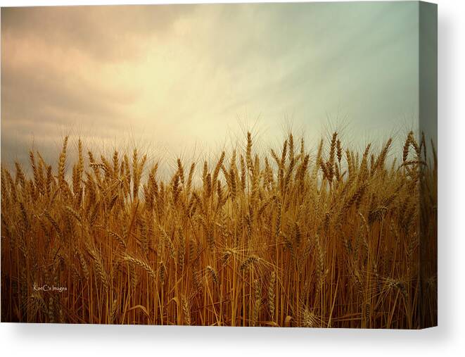 Wheat Canvas Print featuring the photograph Golden Wheat by Kae Cheatham