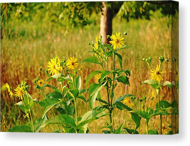 Cup Plant Canvas Print featuring the photograph Golden Yellow Ray Florets by Debbie Oppermann