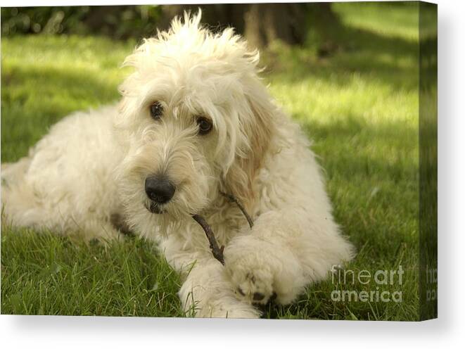 Dog Canvas Print featuring the photograph Goldendoodle Puppy and Stick by Anna Lisa Yoder